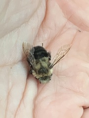 Bombus impatiens