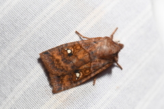 Eupsilia tristigmata