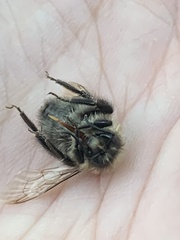 Bombus impatiens