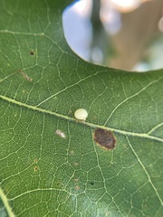 Zopheroteras hubbardi