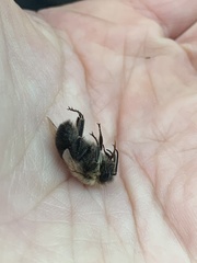 Bombus impatiens