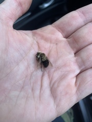Bombus impatiens