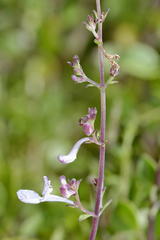 Aeollanthus parvifolius