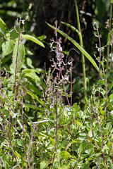 Aeollanthus parvifolius