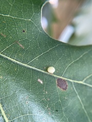 Zopheroteras hubbardi