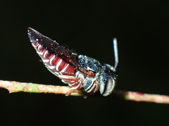 Coelioxys slossoni slossoni