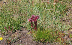 Sempervivum arachnoideum