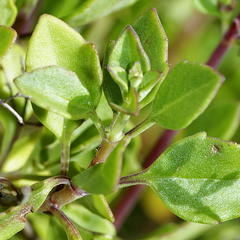 Aeollanthus parvifolius