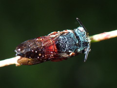 Coelioxys slossoni slossoni