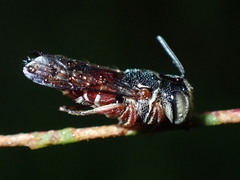 Coelioxys slossoni slossoni