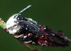 Coelioxys slossoni slossoni