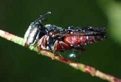 Coelioxys slossoni slossoni