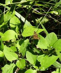 Metisella metis paris