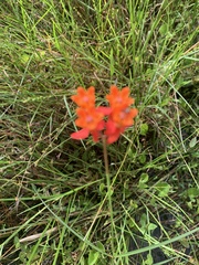 Asclepias lanceolata image
