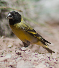 Spinus crassirostris