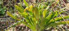 Ferraria variabilis