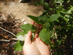 Populus suaveolens