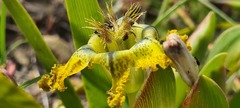 Ferraria variabilis