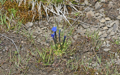 Gentiana rostanii