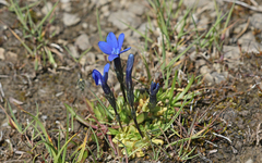 Gentiana rostanii