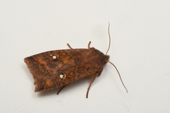 Eupsilia tristigmata