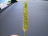 Yellow Bristle Grass - Photo (c) Harry Rose, some rights reserved (CC BY)