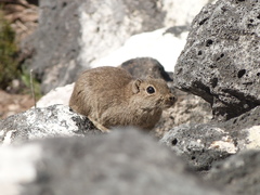 Microcavia australis