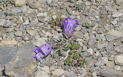Campanula alpestris