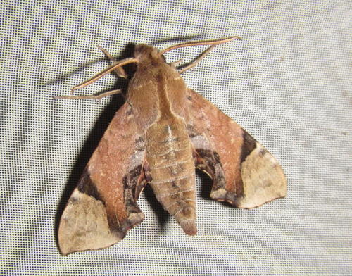 Temnora inornatum