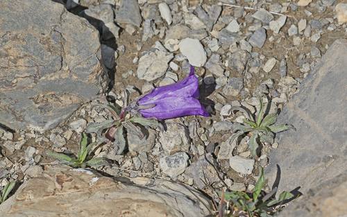Image of Campanula alpestris by (c) Christoph Moning, some rights reserved (CC BY)