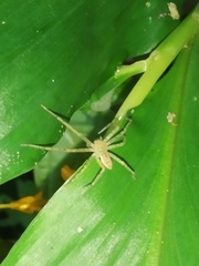 Pseudopoda