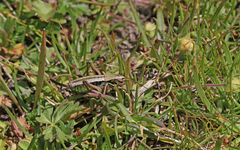 Anonconotus occidentalis