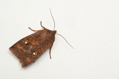 Eupsilia tristigmata