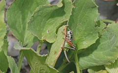 Anonconotus occidentalis