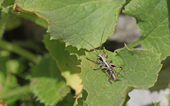 Anonconotus occidentalis