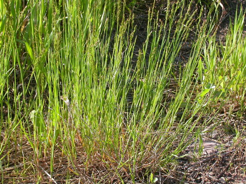 Canada bluegrass (Poa compressa)