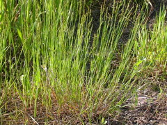 Canada Bluegrass (Poa compressa)