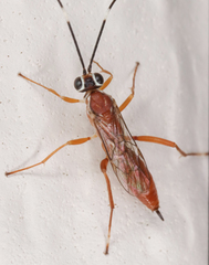 Pachysomoides fulvus