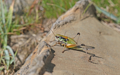 Anonconotus occidentalis