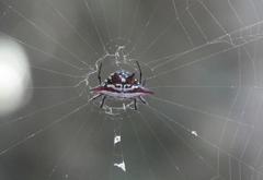 Gasteracantha sanguinolenta