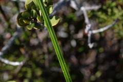 Gladiolus variegatus