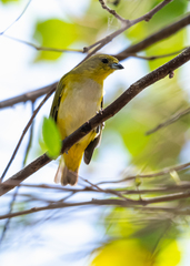 Euphonia trinitatis