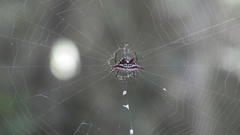 Gasteracantha sanguinolenta