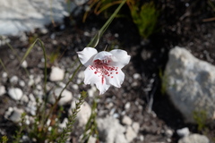 Gladiolus variegatus