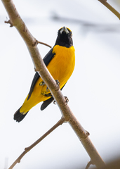Euphonia trinitatis