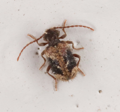 Ptinus texanus