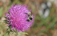 Bombus mesomelas