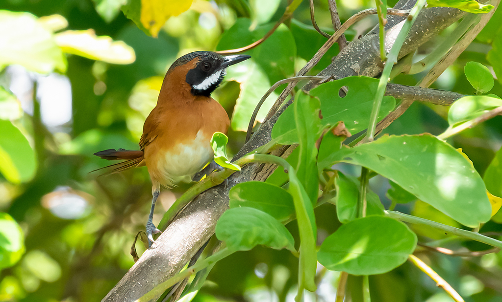 White-Whiskered Spinetail