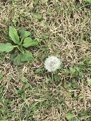 Taraxacum officinale