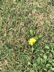 Taraxacum officinale